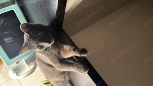 Geschwister Kater kastriert 