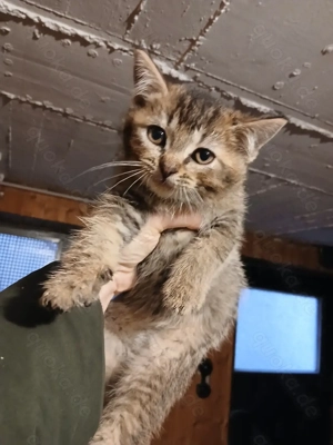 BKH Mix Junge 9 Wochen 