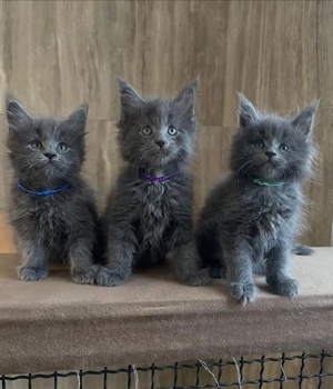 Wunderschöne Maine-Coon-Kätzchen suchen ein neues Zuhause