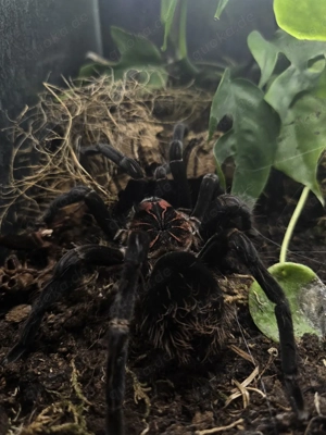 xenesthis sp white 0.1