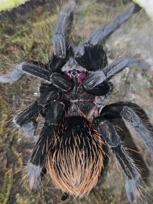 xenesthis sp bright 1.0