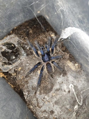 Monocentropus balfouri 3.0