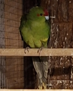 Ziegensittiche  Bild 3