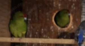 Ziegensittiche  Bild 4