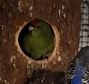 Ziegensittiche  Bild 5