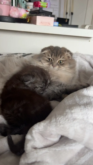 Edle, flauschige Langhaarkatze (Perser Mix)