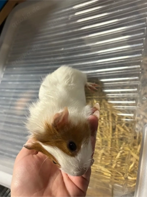 3 weibchen (auch einzeln)