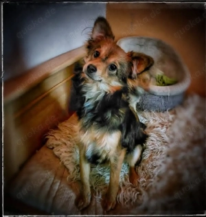 Gucci sucht sein Für-immer-Zuhause   