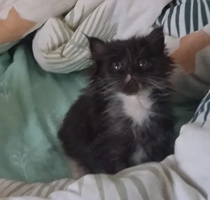 Kätzchen Perser- und Maine-Coon-Mix