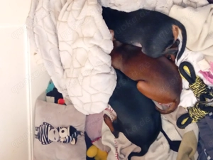 Wir suchen ein neues Zuhause.