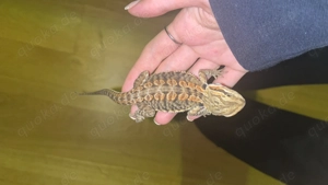 Bartagamen Jungtier orange aus 2025