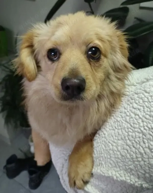 MICKY - sanfter Engel sucht seine Menschen (wartet in Rumänien)