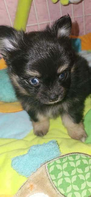 Chihuahua  Welpen  es sucht nur noch ein Rüde 