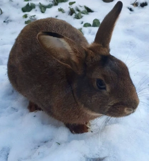Gebe Kastanienbraunen  Lothringer Rammler von 25 ab