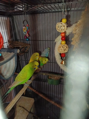 5 Wellensittiche zu verkaufen 