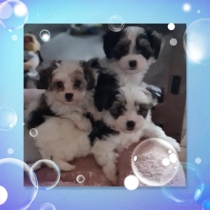 Malteser, Yorkshire Mix  ( Morki)