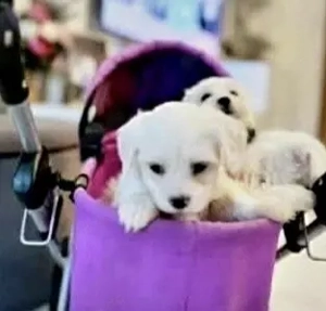 Malteser welpen weibchen 