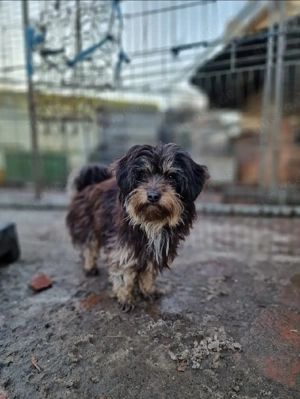 Unsere kleine Emma sucht ihr Für-immer-Zuhause   