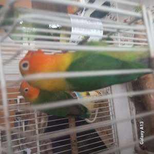 Pfirsichköpfchen zu verkaufen