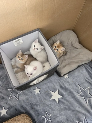 Deckkater Britisch Kurzhaar   Silber Shaded  2 Jahre  Bild 9