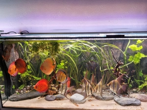 Diskusfische zu verkaufen