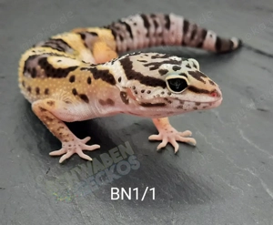 Leopardgecko High Yellow, Mack Snow Tremper Albino, Afghan Tangerine Designer 