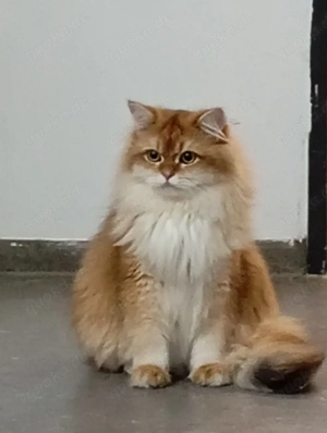 Britisch Langhaarkatze  Bild 2