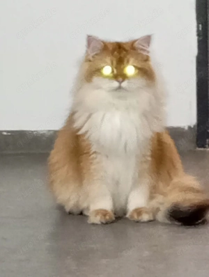 Britisch Langhaarkatze 