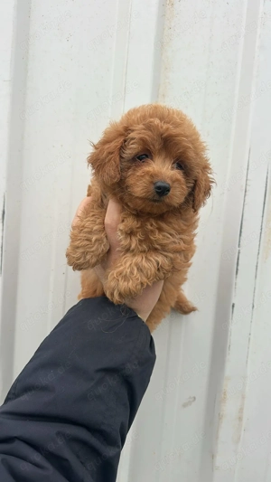 Maltipoo Welpen Hündin Rüden  Bild 2