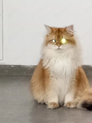 Britisch Langhaarkatze  Bild 3