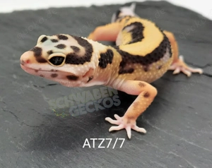 Leopardgecko High Yellow, Mack Snow Tremper Albino, Afghan Tangerine Designer 