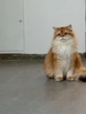 Britisch Langhaarkatze  Bild 4