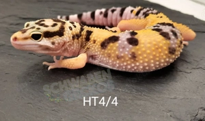 Leopardgecko High Yellow, Mack Snow Tremper Albino, Afghan Tangerine Designer 
