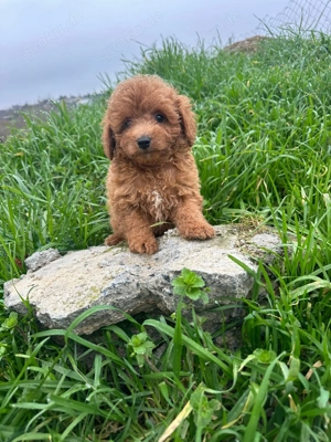Maltipoo Welpen Hündin Rüden 