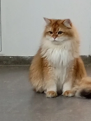 Britisch Langhaarkatze  Bild 5