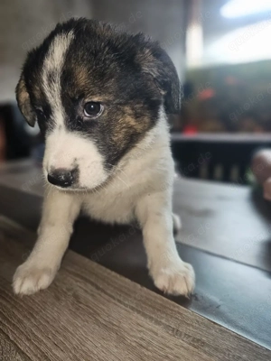 Die 2 süßen eine Hündin und der Rüde suchen noch ihr neues Zuhause 