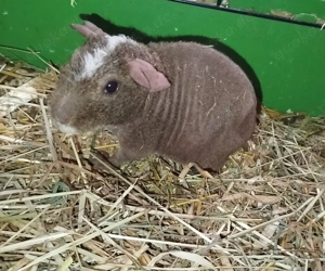 Besondere Meerschweinchen
