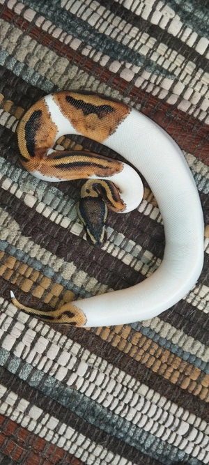 Königspython - Pastel Piebald 0.1 Nz25 Schlange Terrarium 