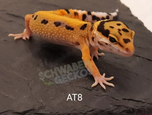 Leopardgecko Afghan Tangerine 