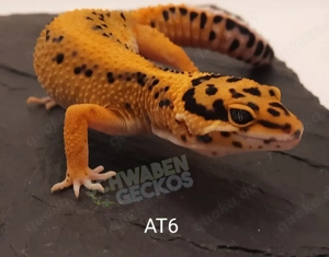 Leopardgecko Afghan Tangerine 