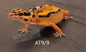 Leopardgecko Afghan Tangerine 