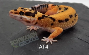 Leopardgecko Afghan Tangerine 