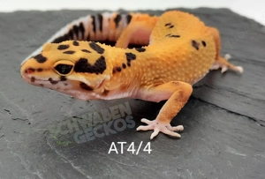 Leopardgecko Afghan Tangerine 