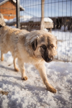 Wunderschöner Rüde sucht ein Zuhause 