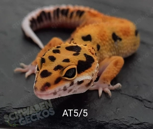 Leopardgecko Afghan Tangerine 