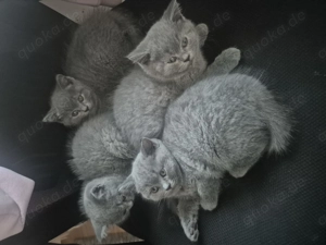 4 BKH Gesunde Kitten
