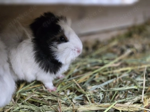 Meerschweinchen Mädchen Rosettenmeerschweinchen 