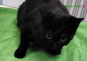 Wunderhübsche Hauskatzenkitten suchen ein neues Heim! Bild 5