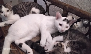 Wunderhübsche Hauskatzenkitten suchen ein neues Heim! Bild 6