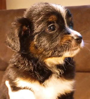 Toy  Miniature Australian Shepherd Welpe 